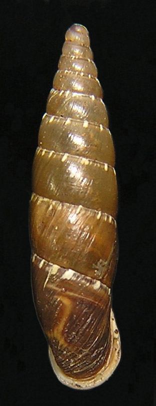 Siciliaria (Stigmatica) incerta (Kster, 1861)